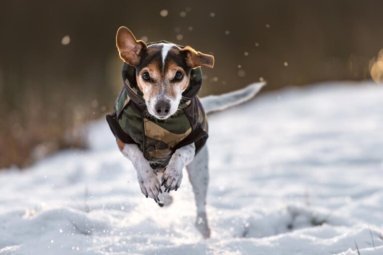 cappotto per cani