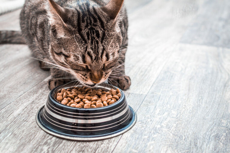 cibo secco per gatti