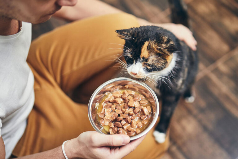 cibo umido per gatti