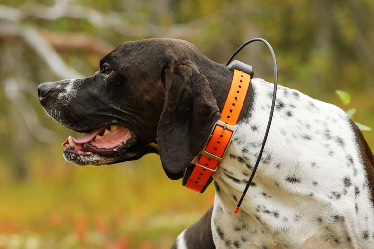 GPS per cani
