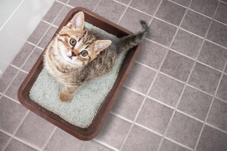 lettiera per gatti