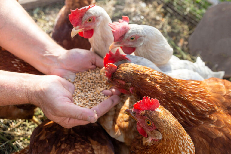 mangime per galline