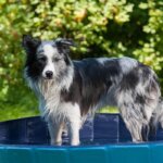 piscina per cani