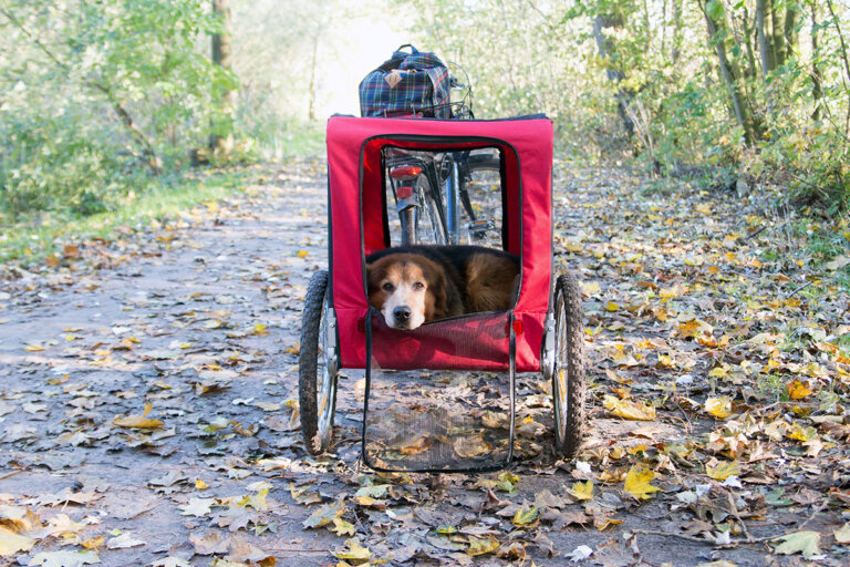 rimorchio per cani