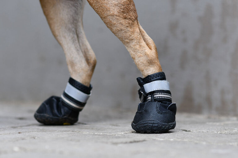 scarpe per cani