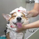 shampoo per cani