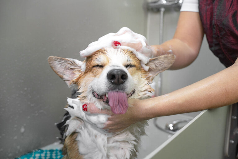 shampoo per cani