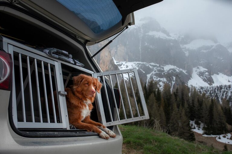 trasportino per cani